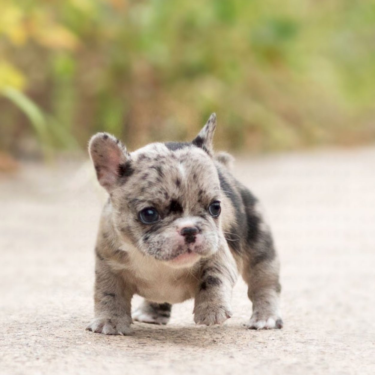 micro mini french bulldog full grown