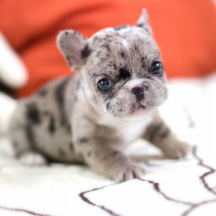 rolly teacup puppies french bulldog