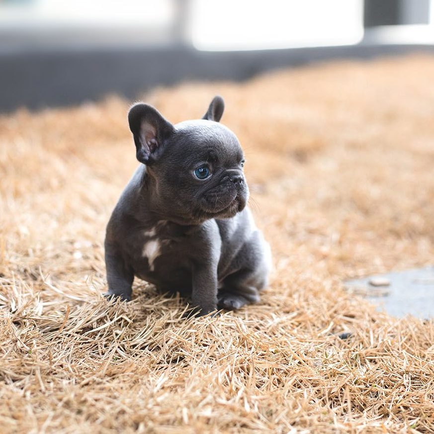 french bulldog teacup price