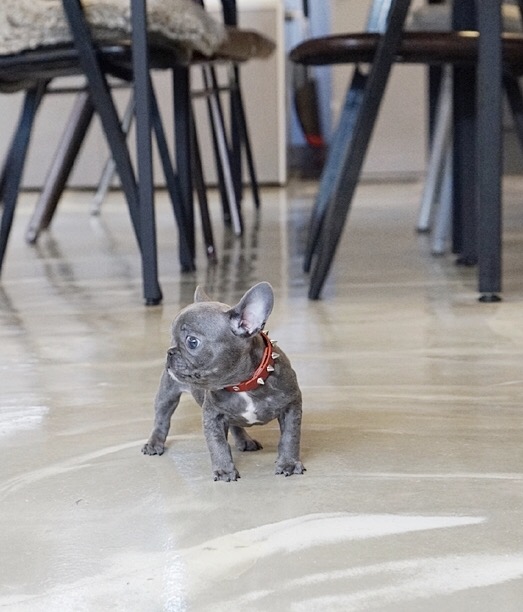 teacup french bulldog