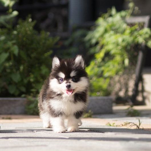 teacup pomsky full grown