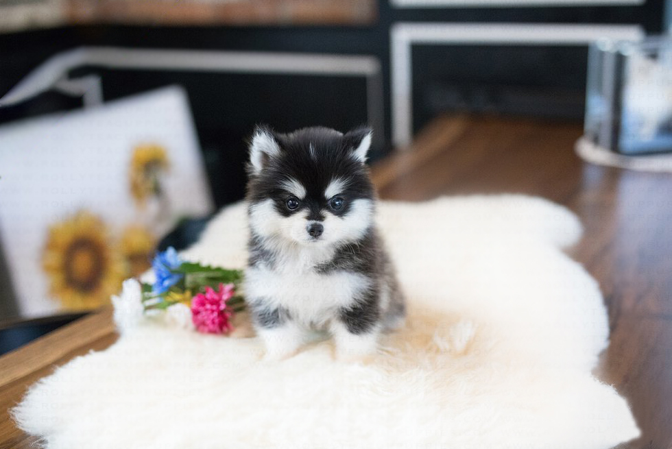 teacup pomsky