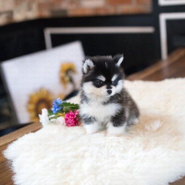 Happy Teacup Pomsky For Sale Tiny Teacup Pups