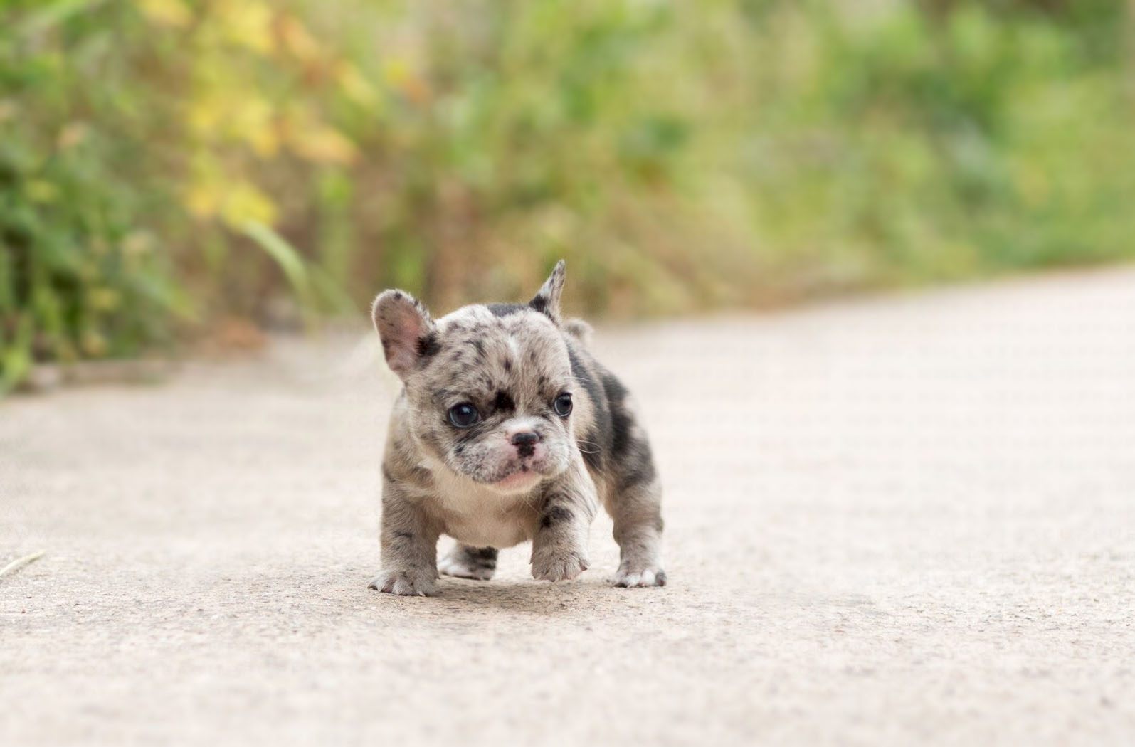 rolly teacup puppies realistic