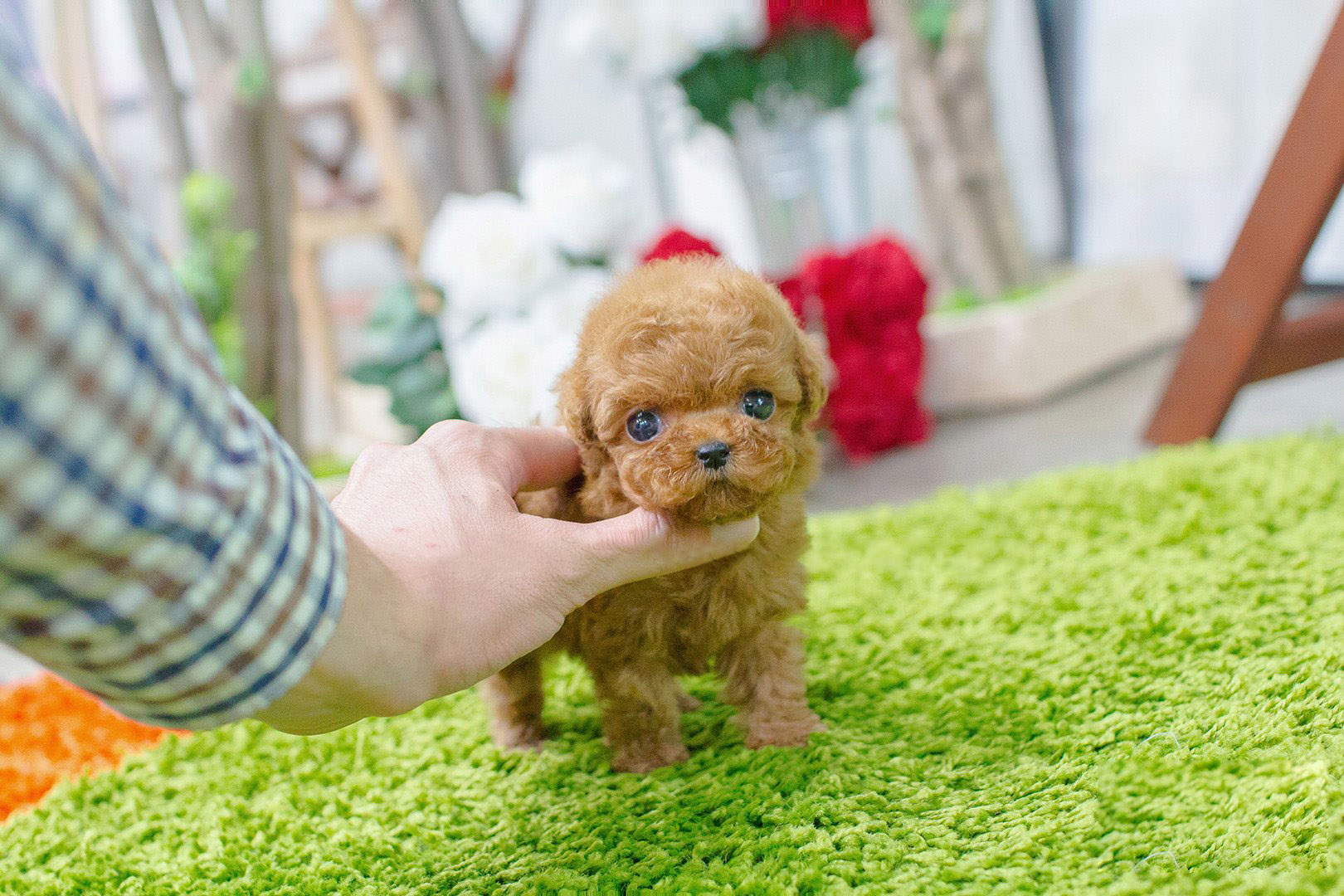 Bambi Micro Poodle for Sale