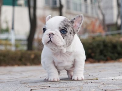 The Lakeside Collection Teacup Pups French Bulldog 