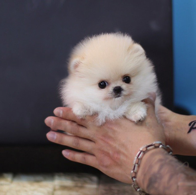 Pixie Micro Pomeranian for Sale