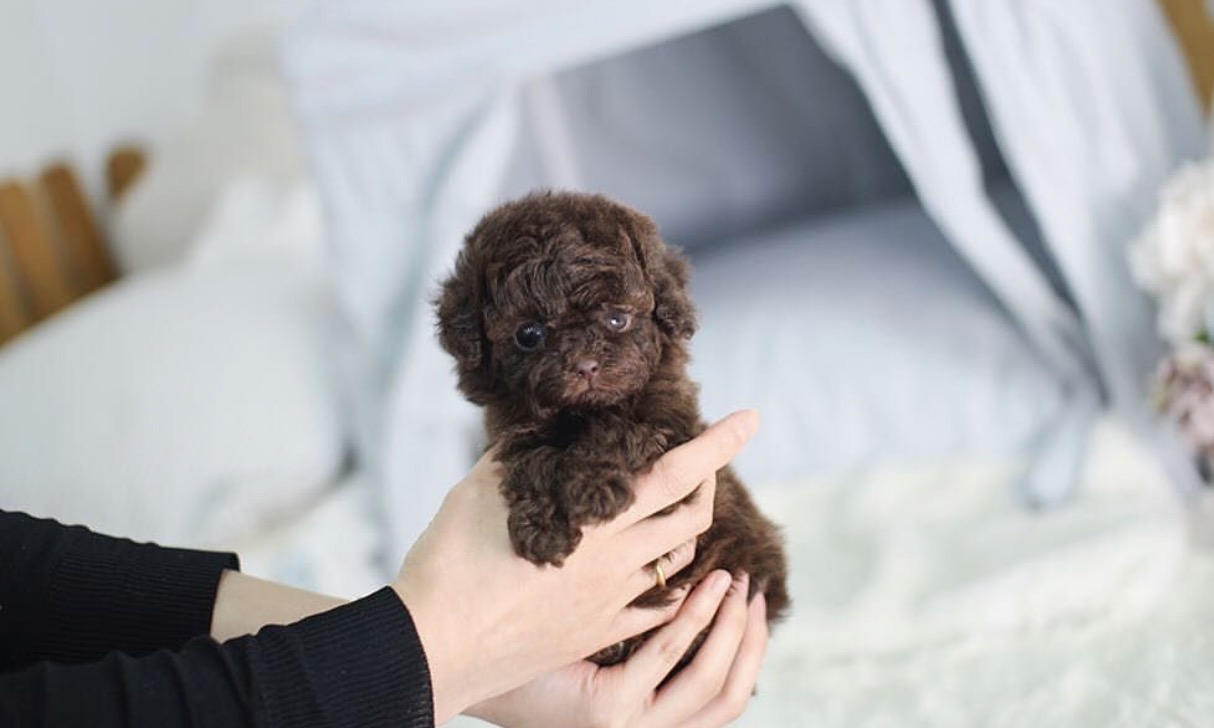 Isaac Micro Poodle for Sale