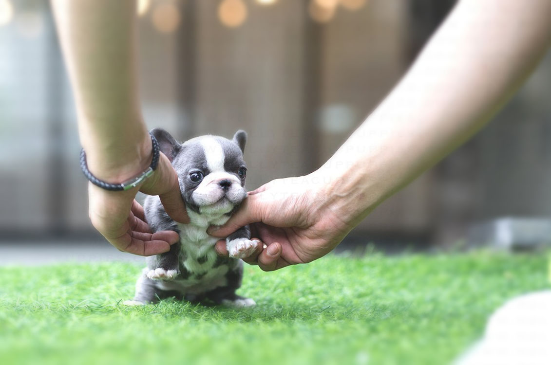Levi Teacup French Bulldog for Sale