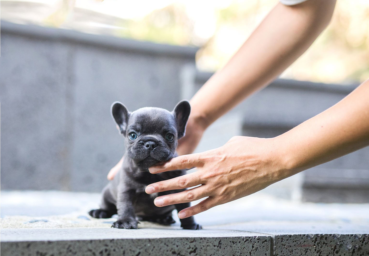 Carter Teacup French Bulldog for Sale
