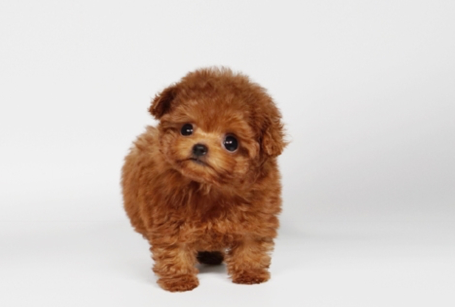 Noah Micro Poodle for Sale