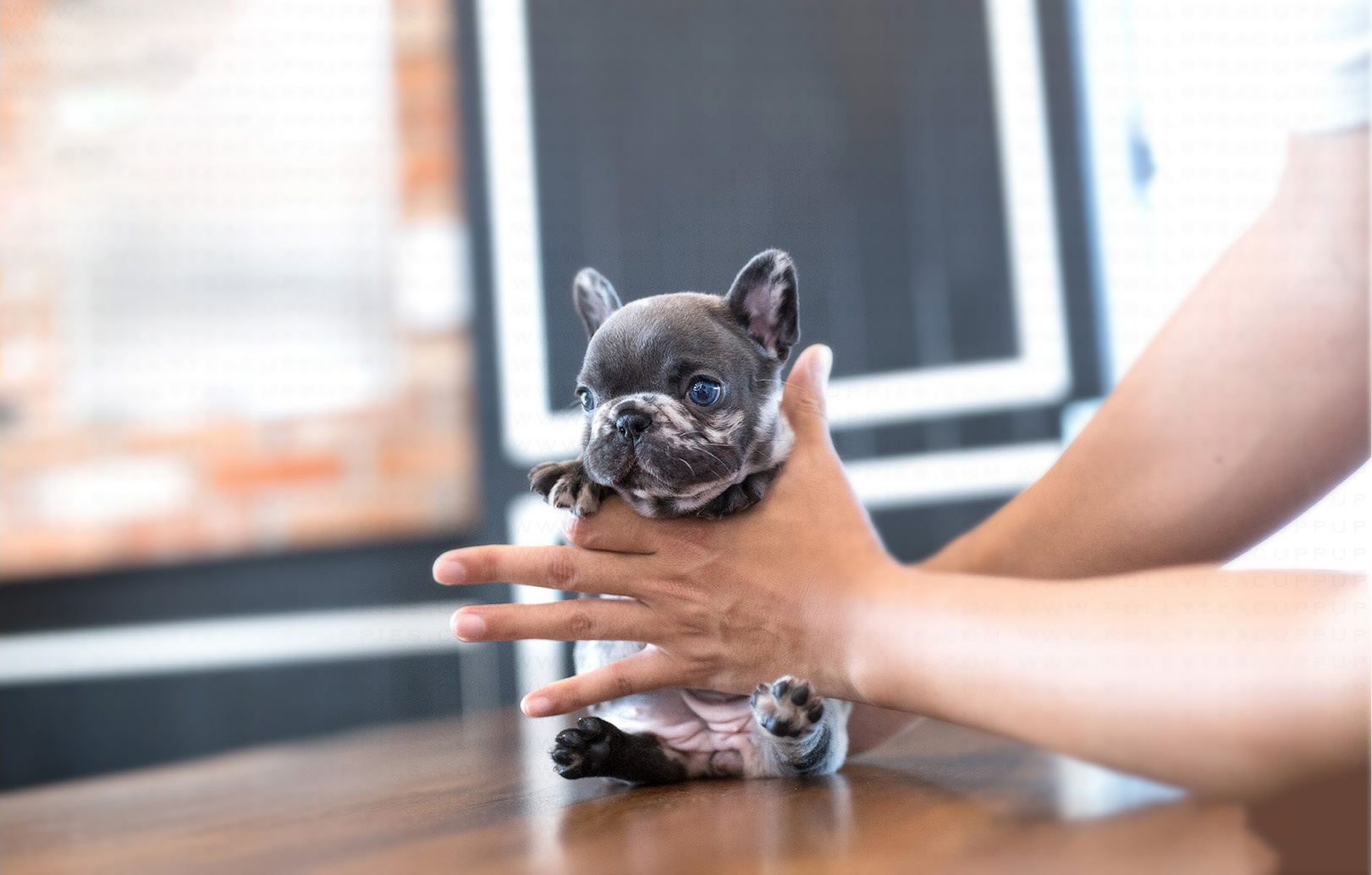 Bumble Teacup French Bulldog for Sale