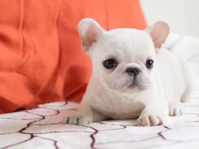 Molly WhiteTeacup French Bulldog