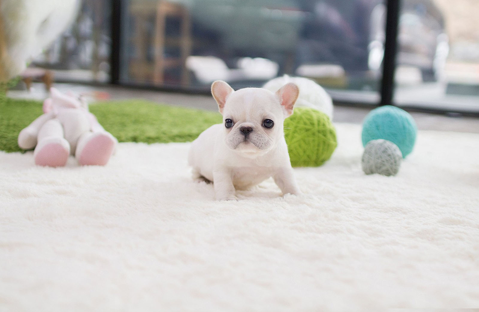Molly Teacup French Bulldog for Sale