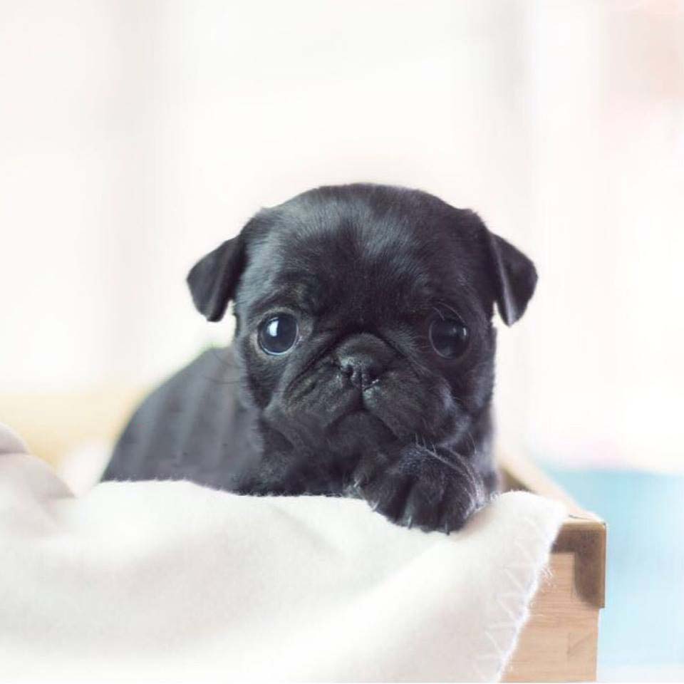 Karl Teacup Pug for Sale.