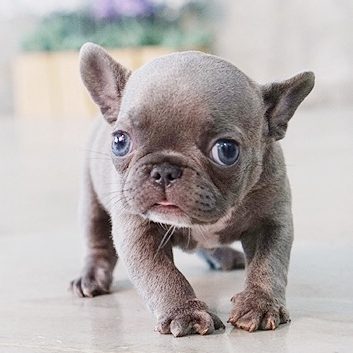 Violet Blue Tiny Frenchie