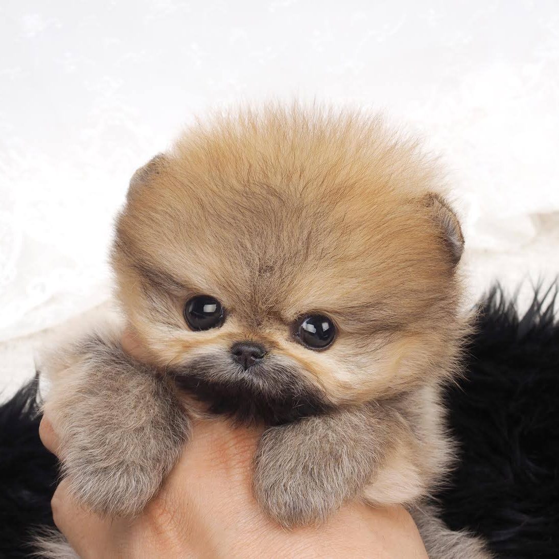 Miles Micro Pomeranian for Sale