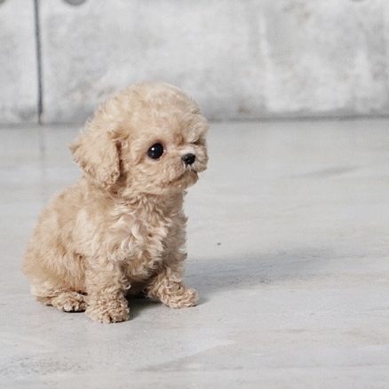 Pete Micro Poodle for Sale