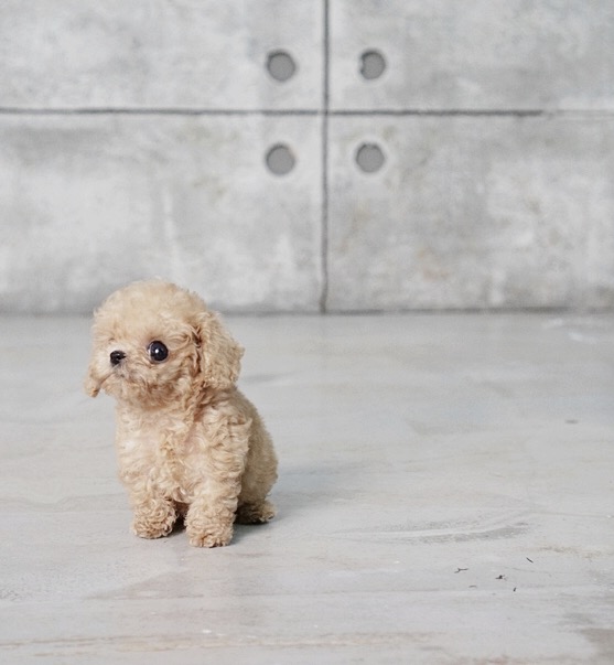 Pete Micro Poodle for Sale