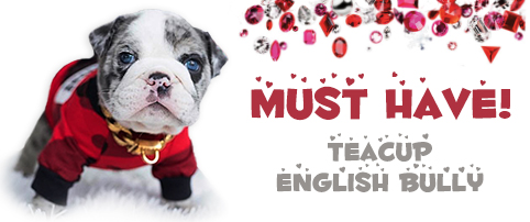 Teacup English Bulldog