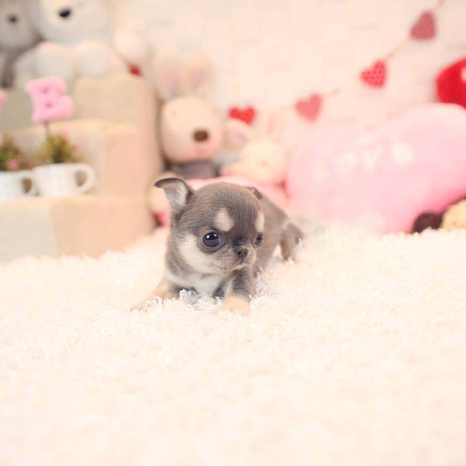 Crystal Micro Chihuahua for Sale