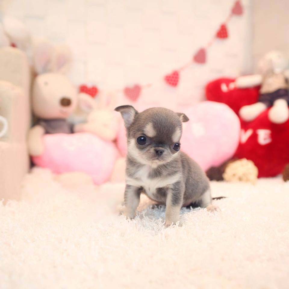 Crystal Micro Chihuahua for Sale
