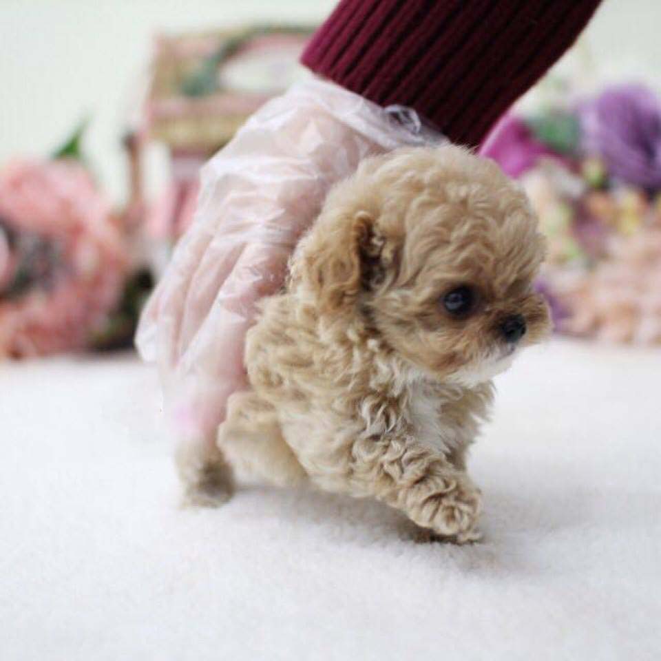 Panda Micro Poodle for Sale