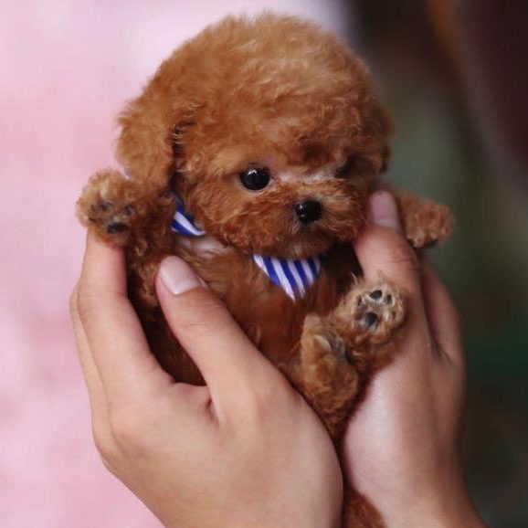 Kalvin Micro Poodle for Sale