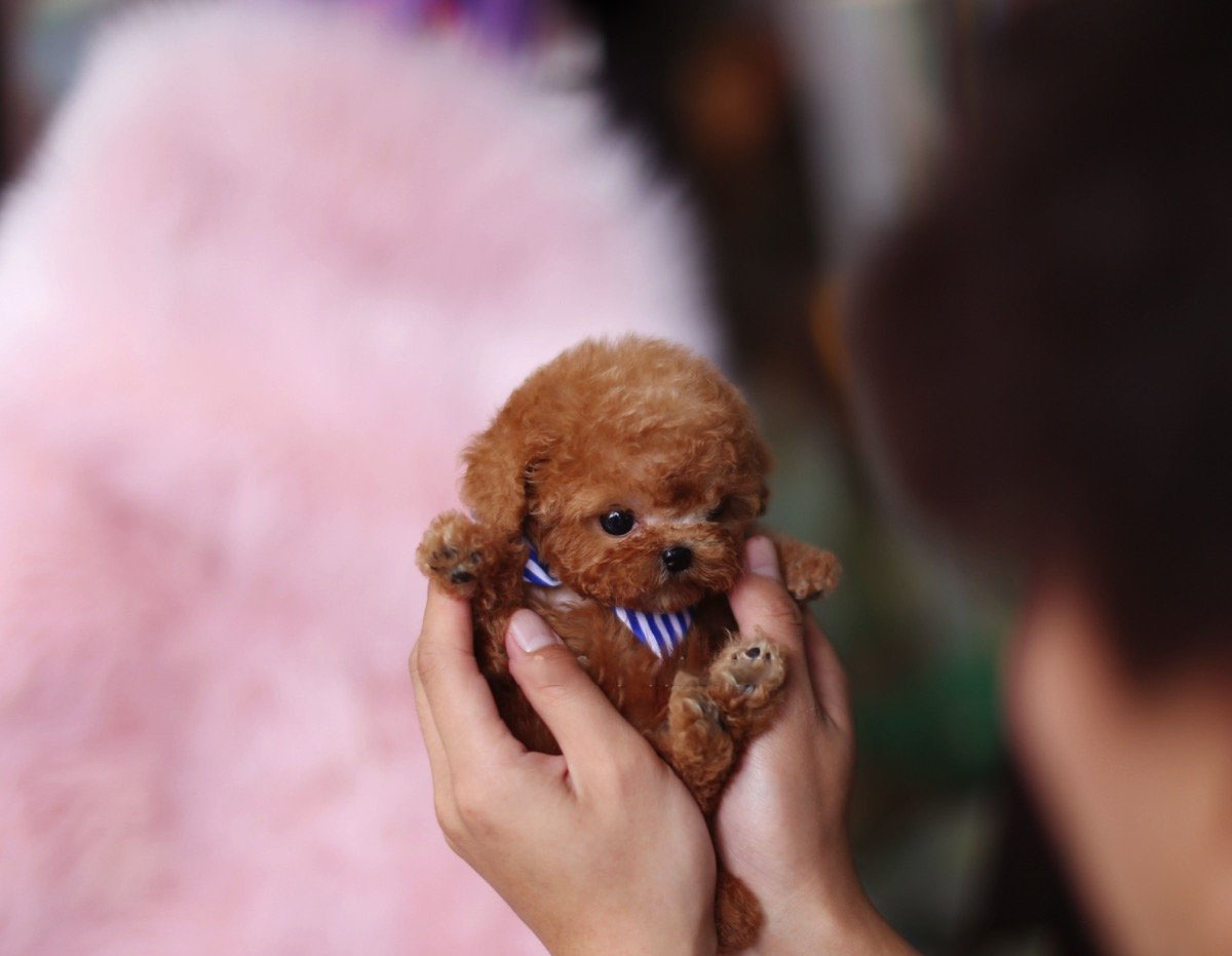 Kalvin Micro Poodle for Sale