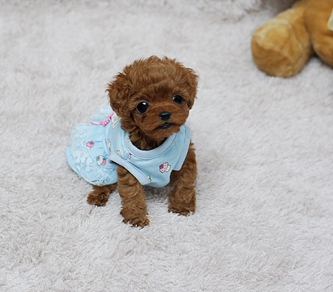 red micro poodle