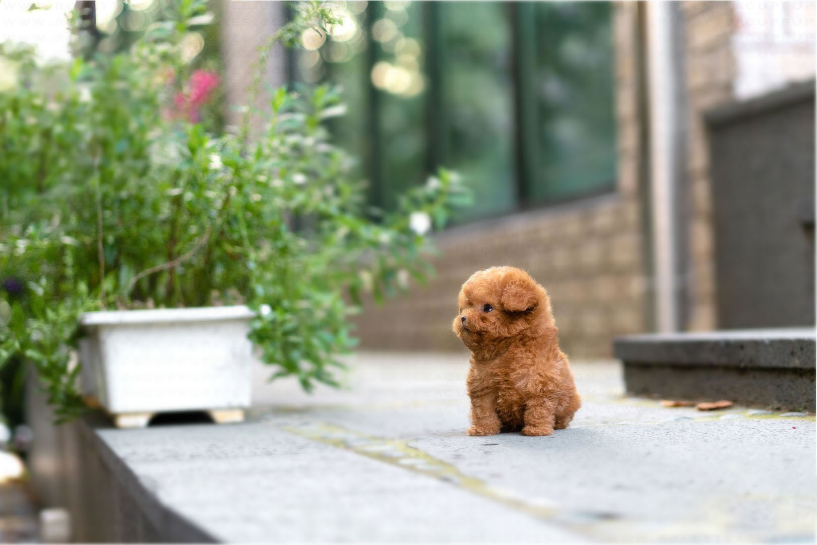 James Micro Poodle for Sale
