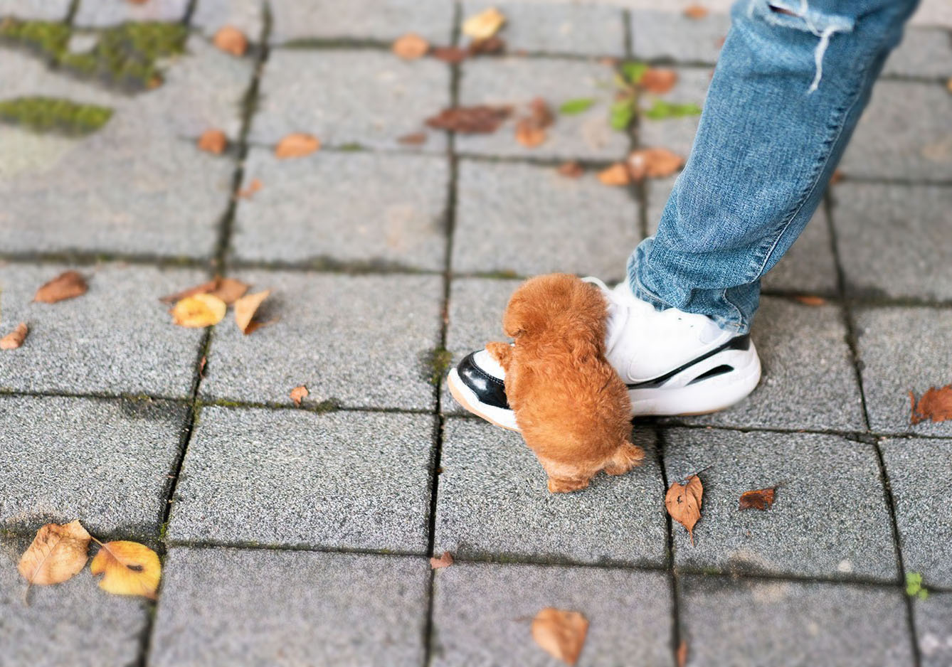 red micro poodle
