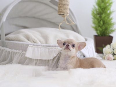 Cassie CreamMicro Chihuahua