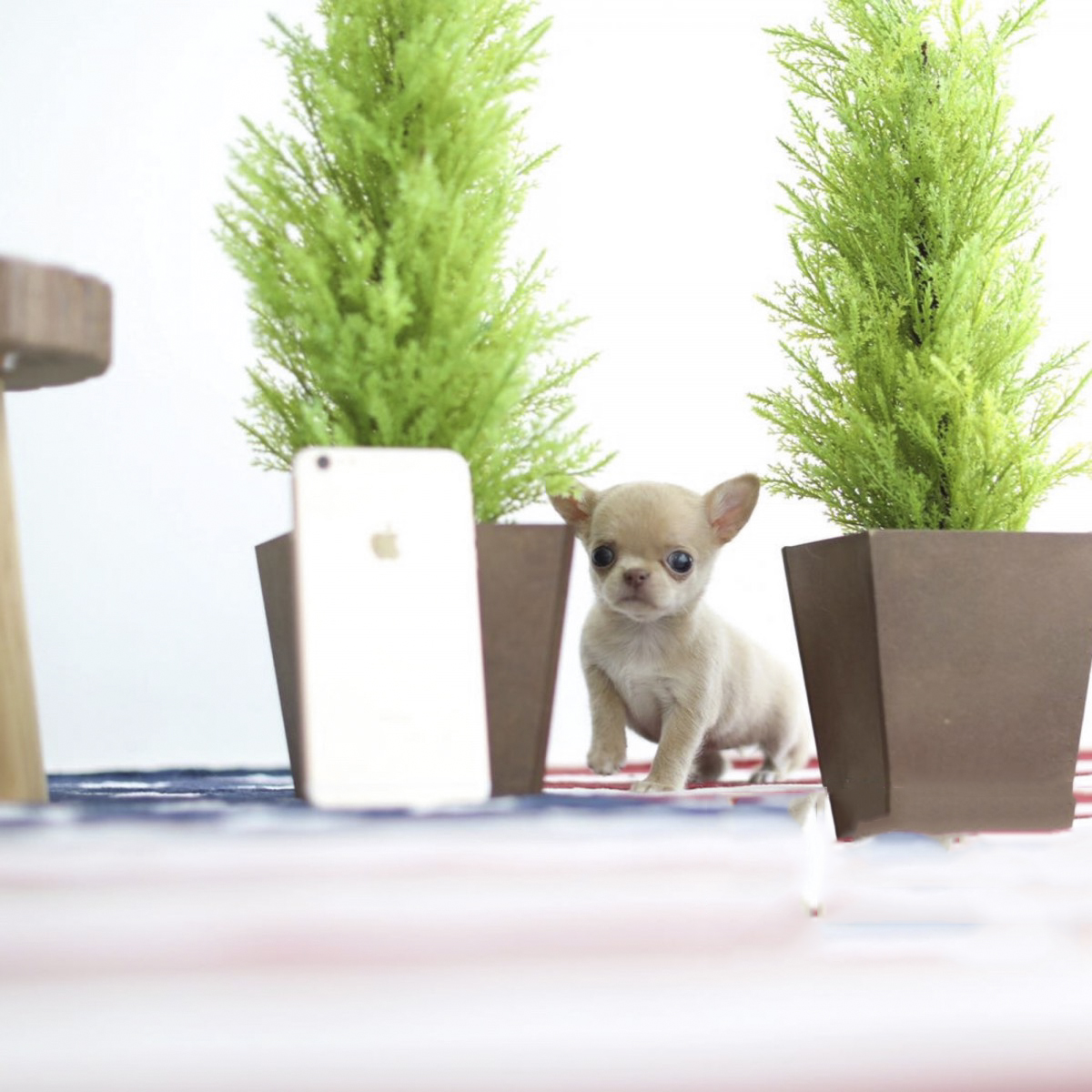 Cassie Micro Chihuahua for Sale