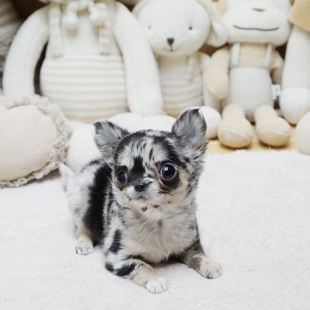 merle chihuahua price