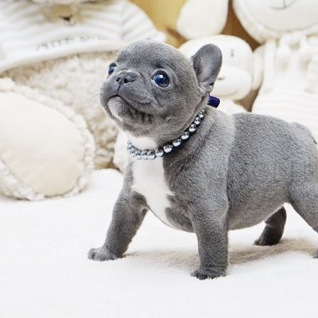 teacup toy bulldog