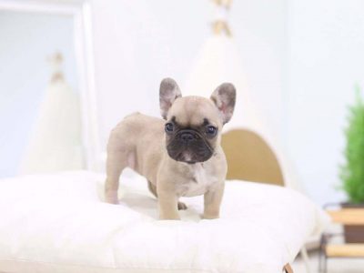 Tiny Teacup French Bulldog For Sale Tiny Pups For Adoption