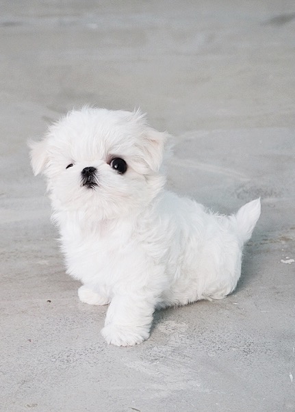 Lily Micro Maltese for Sale