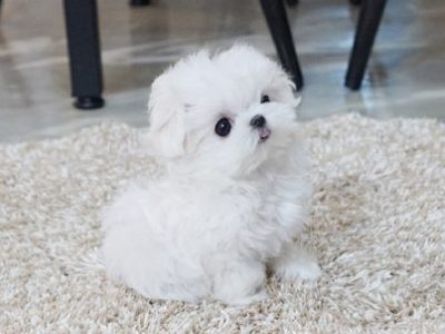 teacup maltese puppies near me