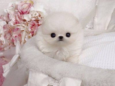 Teacup Pomeranian Puppies For Sale - MICROTEACUPS