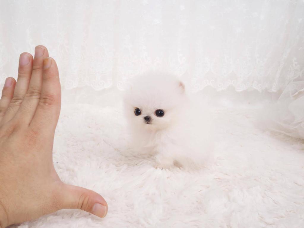 Hudson Micro Pomeranian for Sale
