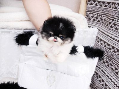 Dash Micro Pomeranian