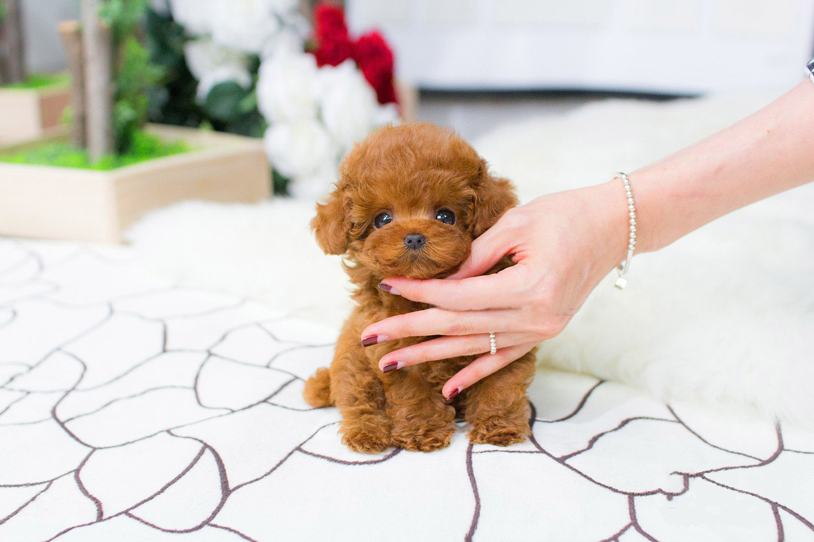 Thumbnail: Bridget Red Micro Teacup Poodle