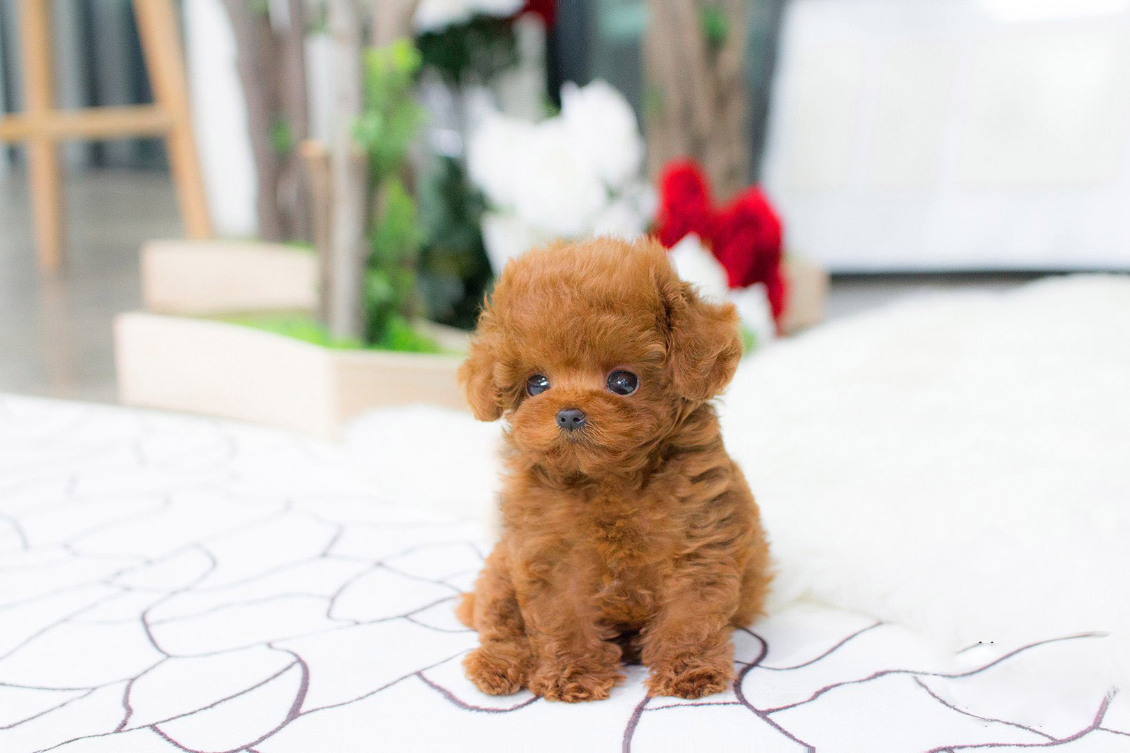 Thumbnail: Bridget Red Micro Teacup Poodle