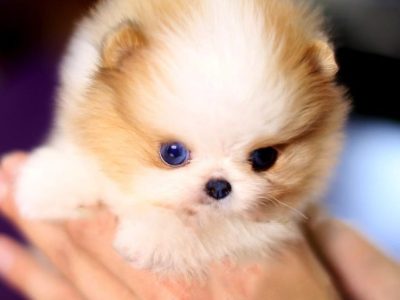 John Micro Pomeranian