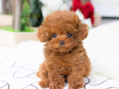 Bridget Red Micro Teacup Poodle