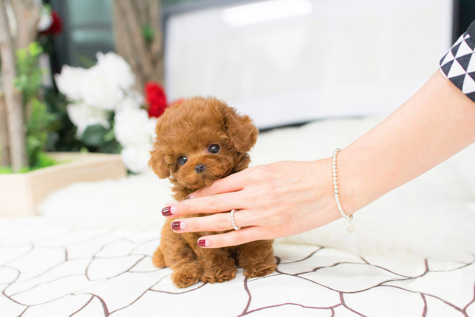 Thumbnail: Bridget Red Micro Teacup Poodle