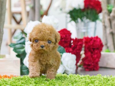 Bambi Cream Micro Poodle