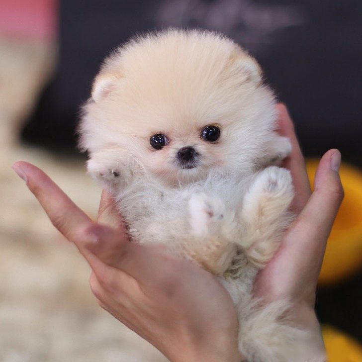 Thumbnail: Pixie Ombre Micro Pomeranian