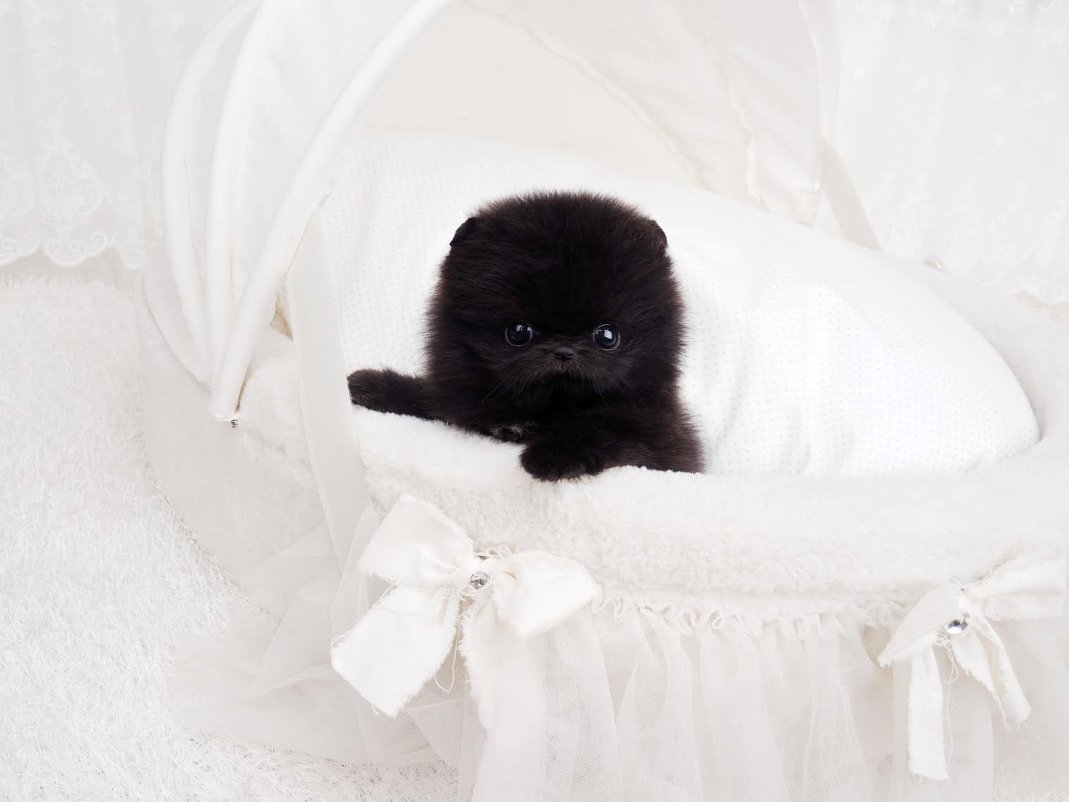 Thumbnail: Prada Black Micro Pomeranian